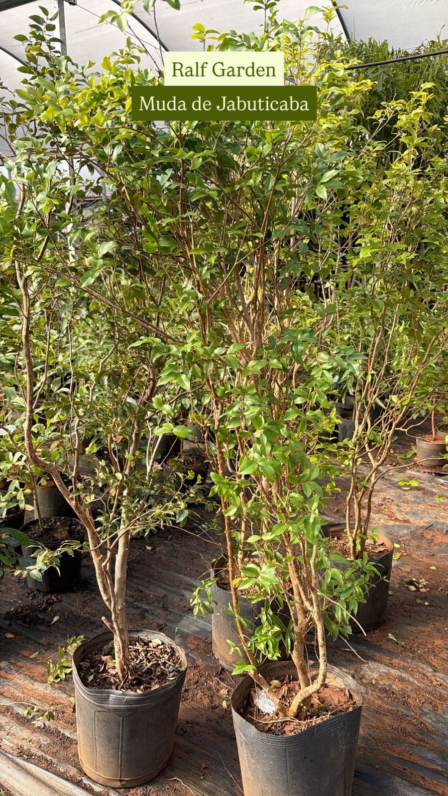 Muda de Jabuticaba Híbrida · pequena