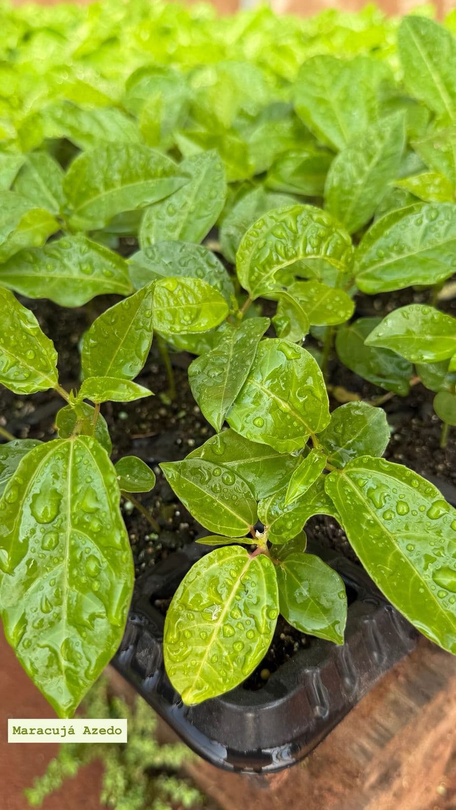 Muda de Maracujá