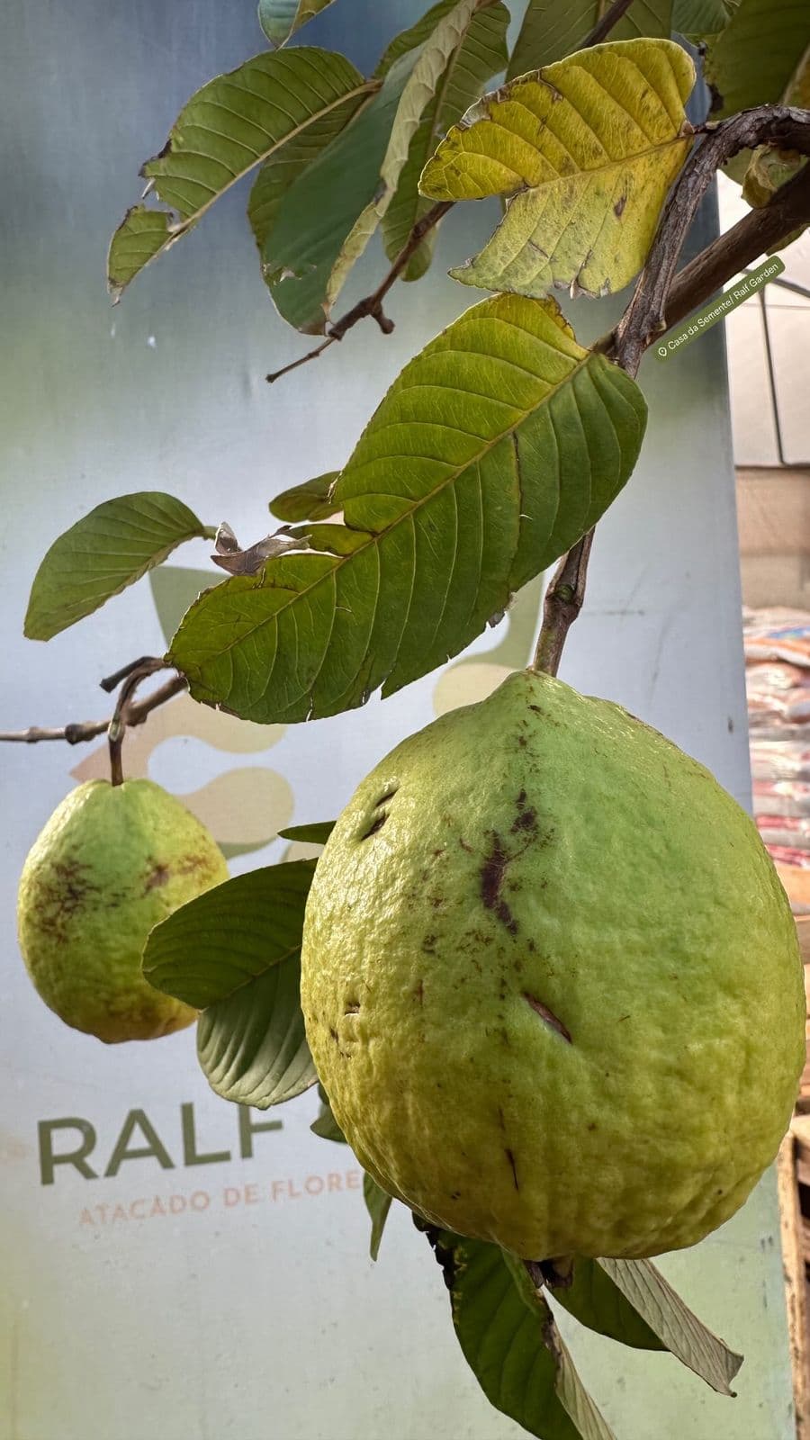Muda de Goiaba
