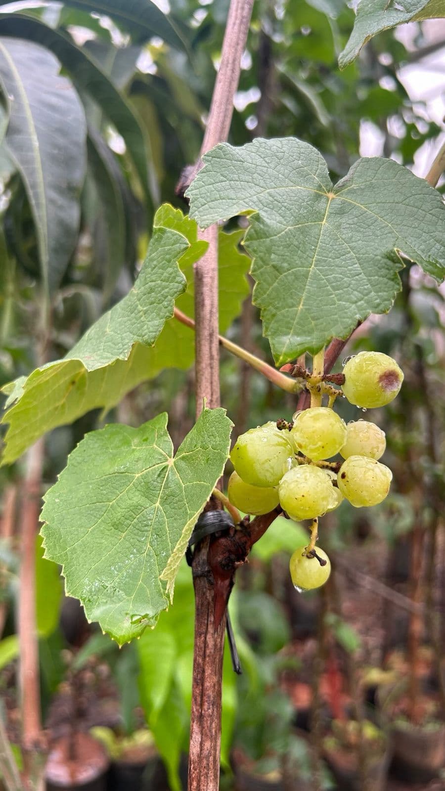 Muda de Uva