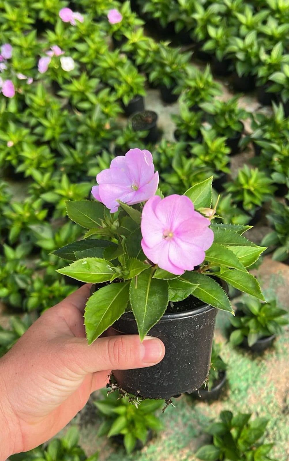 Muda de Flor Sunpatiens